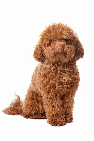 simsearch:400-06557689,k - Brown toy poodle with classic grooming in a pose Photographie de stock - Aubaine LD & Abonnement, Code: 400-04227817