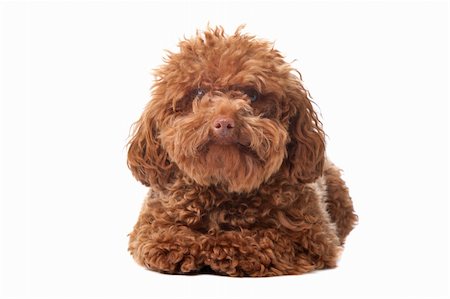 simsearch:400-05713947,k - Brown toy poodle with classic grooming in a pose Stock Photo - Budget Royalty-Free & Subscription, Code: 400-04227819