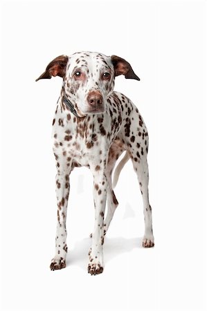simsearch:400-05713947,k - blind and old Dalmatian stading in front of white background Stock Photo - Budget Royalty-Free & Subscription, Code: 400-04227812