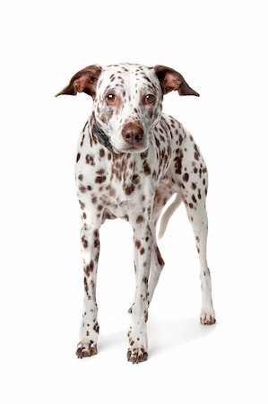 simsearch:400-05739783,k - blind and old Dalmatian stading in front of white background Photographie de stock - Aubaine LD & Abonnement, Code: 400-04227813