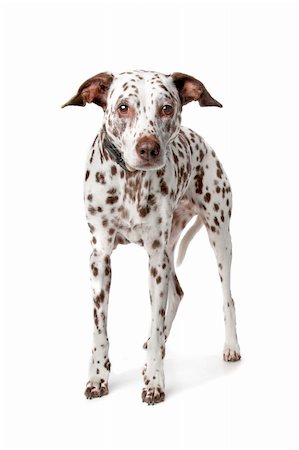 simsearch:400-05739781,k - blind and old Dalmatian stading in front of white background Stockbilder - Microstock & Abonnement, Bildnummer: 400-04227813