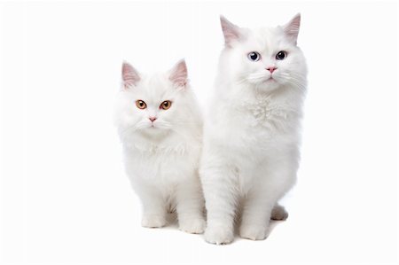 two White cats with blue and yellow eyes. On a white background Stock Photo - Budget Royalty-Free & Subscription, Code: 400-04227825