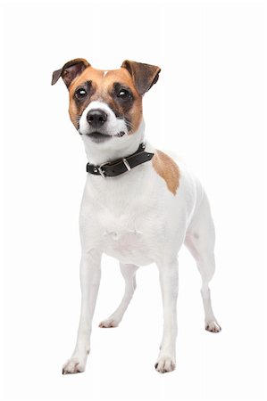 simsearch:400-04185240,k - Jack russell terrier (4 years) in front of a white background Stock Photo - Budget Royalty-Free & Subscription, Code: 400-04227834