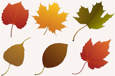 simsearch:400-04228440,k - illustration of set of different maple leaves Foto de stock - Super Valor sin royalties y Suscripción, Código: 400-04227940
