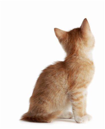 back view of cute young red kitten, isolated on white background Stock Photo - Budget Royalty-Free & Subscription, Code: 400-04228258