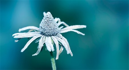 simsearch:400-03947729,k - An image of an autumn icy flower Photographie de stock - Aubaine LD & Abonnement, Code: 400-04228395