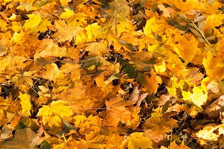 simsearch:400-04475632,k - Fall orange autumn leaves on ground background Foto de stock - Royalty-Free Super Valor e Assinatura, Número: 400-04228445