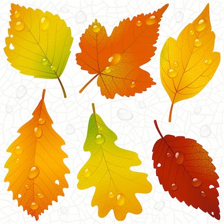 simsearch:400-04228440,k - Vector autumn leaves and seamless vein background Foto de stock - Super Valor sin royalties y Suscripción, Código: 400-04228440