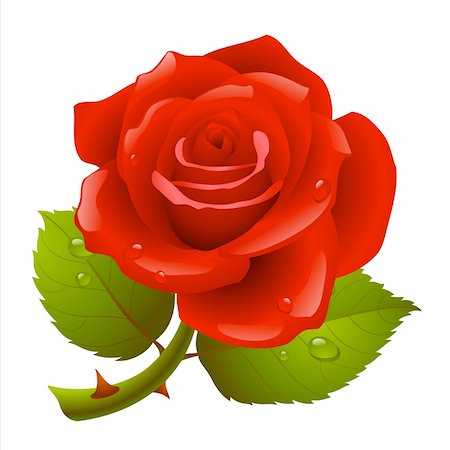 Red rose Photographie de stock - Aubaine LD & Abonnement, Code: 400-04228501