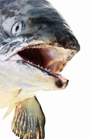 salmon pink - Fresh pink salmon head close up isolated on white Stock Photo - Budget Royalty-Free & Subscription, Code: 400-04229109