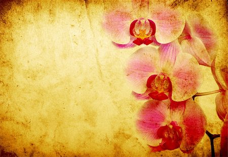 simsearch:400-06068658,k - Pink orchid isolated on a grunge background Stock Photo - Budget Royalty-Free & Subscription, Code: 400-04229118