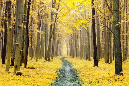 simsearch:400-07255480,k - a path is in the autumn forest Stock Photo - Budget Royalty-Free & Subscription, Code: 400-04229113