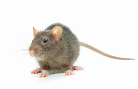 simsearch:400-04719873,k - funny rat  isolated on white background Stock Photo - Budget Royalty-Free & Subscription, Code: 400-04229120