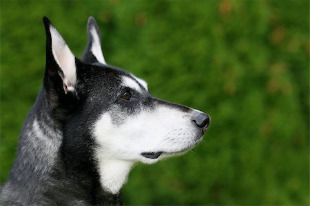 simsearch:400-06090463,k - An alert black and white dog against a green background, in a horizontal colour photograph. Foto de stock - Royalty-Free Super Valor e Assinatura, Número: 400-04229212