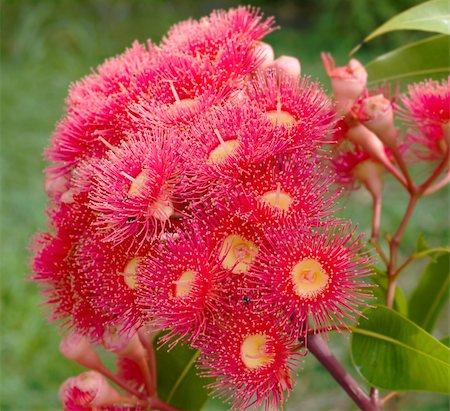 sherjaca (artist) - red flowers of eucalyptus summer red australian native eucalypt plant Fotografie stock - Microstock e Abbonamento, Codice: 400-04229246
