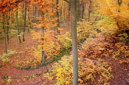 Autumnal trees at park Wilhelmshöhe in Kassel, Germany Foto de stock - Super Valor sin royalties y Suscripción, Código: 400-04229310