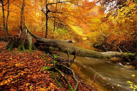 people with forest background - autumn by a river running through a forest Stock Photo - Budget Royalty-Free & Subscription, Code: 400-04229366