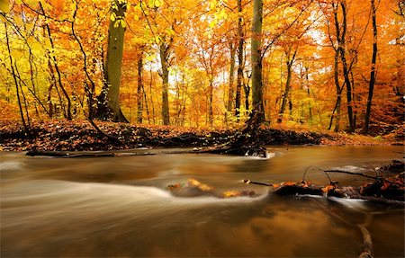 autumn by a river running through a forest Stock Photo - Budget Royalty-Free & Subscription, Code: 400-04229362