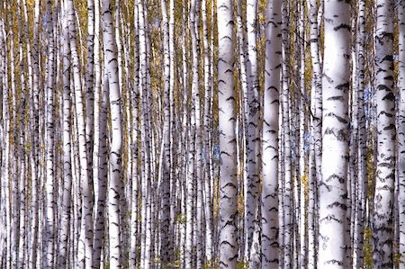 simsearch:400-07107314,k - Autumn landscape forest yellow aspen trees birches Fotografie stock - Microstock e Abbonamento, Codice: 400-04229465