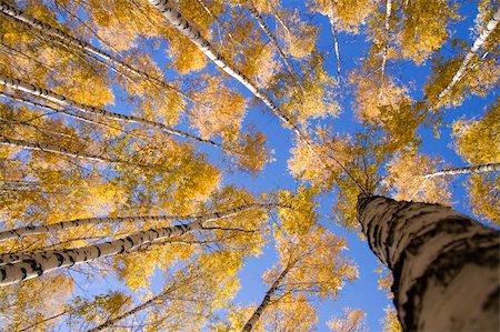 simsearch:400-07107314,k - Autumn landscape forest yellow aspen trees birches Fotografie stock - Microstock e Abbonamento, Codice: 400-04229466