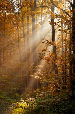simsearch:400-08035898,k - sunbeams filtered through leaves Stock Photo - Budget Royalty-Free & Subscription, Code: 400-04229620