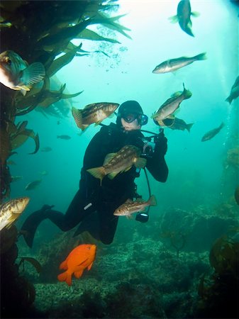 Underwater Photographer surrounded by fish looking into each others eyes in Catalina Foto de stock - Super Valor sin royalties y Suscripción, Código: 400-04229897