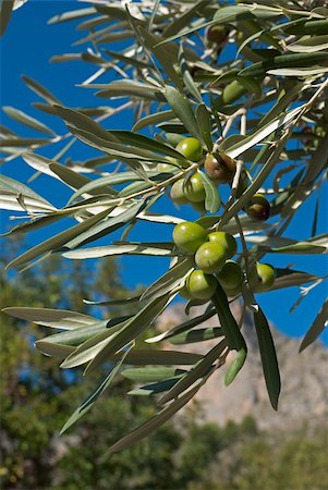 Olive tree branch with ripe fruit on a sunny day Stock Photo - Budget Royalty-Free & Subscription, Code: 400-04229960