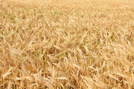 simsearch:400-04738350,k - Gold wheat field Photographie de stock - Aubaine LD & Abonnement, Code: 400-04220002