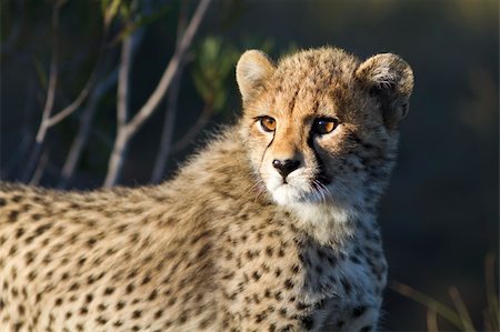 simsearch:878-07442577,k - Cheetah cub looks on in early morning light. Photo taken in Eastern Cape nature reserve, Republic of South Africa. Photographie de stock - Aubaine LD & Abonnement, Code: 400-04220054