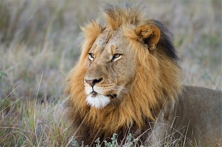 simsearch:400-05243712,k - A large lion male relaxes on a grassland in fading afternoon light. Photo taken in Eastern Cape nature reserve, Republic of South Africa. Photographie de stock - Aubaine LD & Abonnement, Code: 400-04220059