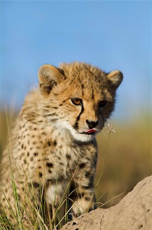 simsearch:878-07442577,k - A young cheetah cub shows curiosity in a small flower. Photo taken in Eastern Cape nature reserve, Republic of South Africa. Photographie de stock - Aubaine LD & Abonnement, Code: 400-04220052