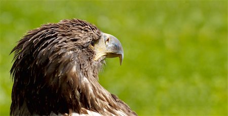 simsearch:400-04785685,k - Big Sea Eagle (Haliaeetus albicill) looking for prey with space for text Stock Photo - Budget Royalty-Free & Subscription, Code: 400-04220426