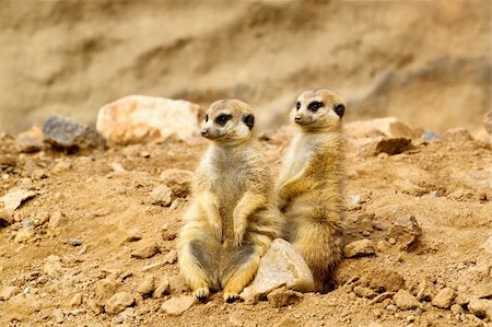 Two Suricata suricatta looking for visitors in ZOO Stock Photo - Budget Royalty-Free & Subscription, Code: 400-04220428