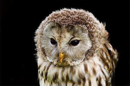 strix uralensis - Nice portrait Ural Owl, Strix uralensis, a nightbird Photographie de stock - Aubaine LD & Abonnement, Code: 400-04220429