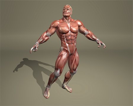 drazh (artist) - 3d muscular system Foto de stock - Super Valor sin royalties y Suscripción, Código: 400-04220469