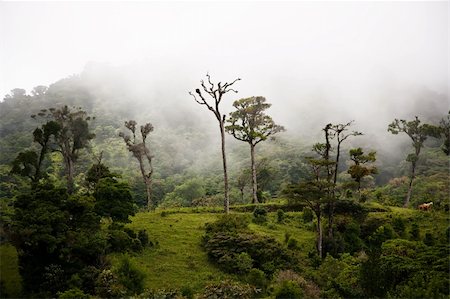 Tall trees in the Costa Rican cloud forest Photographie de stock - Aubaine LD & Abonnement, Code: 400-04220705