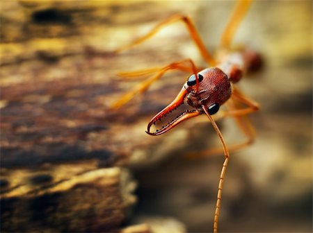 simsearch:400-09223319,k - A giant bulldog ant (Myrmecia brevinoda) from the tropical rainforest of Australia. One of the biggest ants in the world Foto de stock - Super Valor sin royalties y Suscripción, Código: 400-04220754