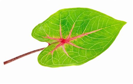 simsearch:400-06409108,k - A beautiful lush green and red leaf. Isolated over white with clipping path. Foto de stock - Royalty-Free Super Valor e Assinatura, Número: 400-04220755