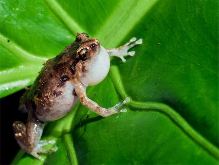 simsearch:400-07621766,k - Macroshot of the tiny common Australian nursery frog, Cophixalus ornatus Stockbilder - Microstock & Abonnement, Bildnummer: 400-04220756