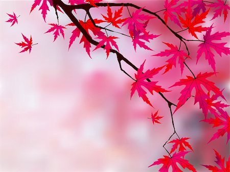 Japanese red maple (acer palmatum rubrum). EPS 8 vector file included Stock Photo - Budget Royalty-Free & Subscription, Code: 400-04221016