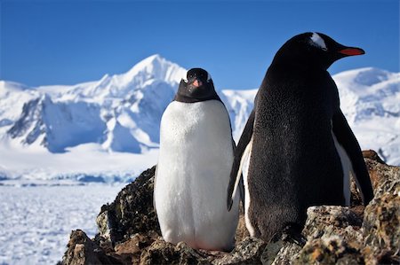 penguin on mountain - Two penguins dreaming sitting on a rock, mountains in the background Photographie de stock - Aubaine LD & Abonnement, Code: 400-04221295