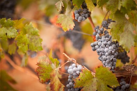 Lush, Ripe Wine Grapes with Mist Drops on the Vine Ready for Harvest. Foto de stock - Super Valor sin royalties y Suscripción, Código: 400-04221304