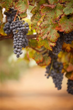 Lush, Ripe Wine Grapes on the Vine Ready for Harvest. Foto de stock - Super Valor sin royalties y Suscripción, Código: 400-04221302