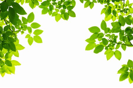 green leaves background Stock Photo - Budget Royalty-Free & Subscription, Code: 400-04221374