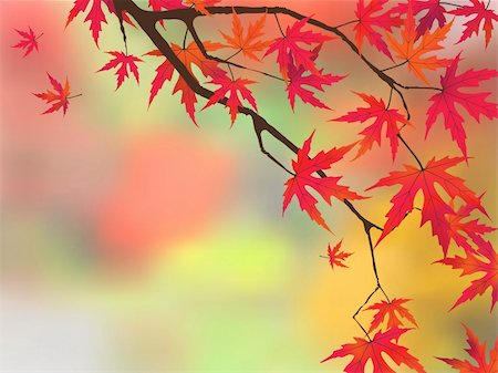 Japanese maple in autumn colors. EPS 8 vector file included Stock Photo - Budget Royalty-Free & Subscription, Code: 400-04221602