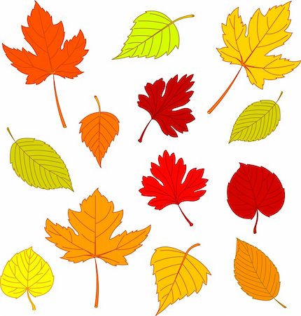 Illustration of different autumn leaves isolated on white Stock Photo - Budget Royalty-Free & Subscription, Code: 400-04221848