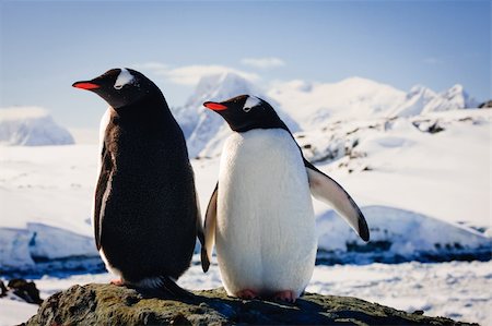 penguin on mountain - Two penguins dreaming sitting on a rock, mountains in the background Photographie de stock - Aubaine LD & Abonnement, Code: 400-04221893