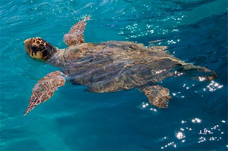 Loggerhead Sea Turtle swimming in the blue water near Zakynthos island - summer holiday destination in Greece Stockbilder - Microstock & Abonnement, Bildnummer: 400-04222036