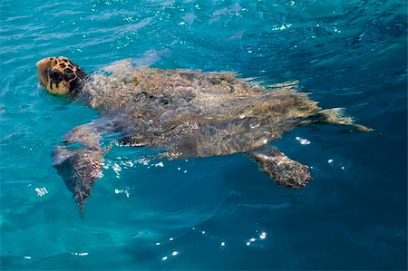 Loggerhead Sea Turtle swimming in the blue water near Zakynthos island - summer holiday destination in Greece Foto de stock - Super Valor sin royalties y Suscripción, Código: 400-04222037