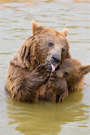 Brown Bear Mother and Her Cub Eating Grapes in the Water Stockbilder - Microstock & Abonnement, Bildnummer: 400-04222056